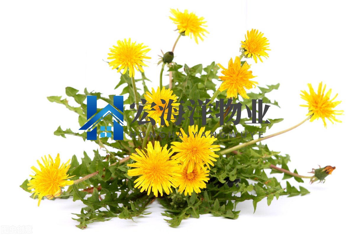 蒲公英餃子你會做嗎